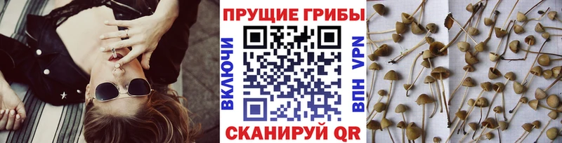 Купить где  Белёв  Галлюциногенные грибы прущие грибы 
